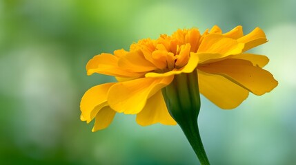 Close-up of a vibrant yellow flower.