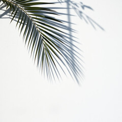 Obraz premium shadow palm leaf in the wind blowing overlay on white wall background wall textures