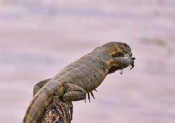 Monitor Lizard Resting on Tree Branch by Lake Manyara