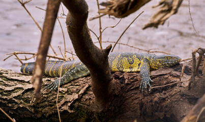 Nile Monitor Lizard Resting on Tree Trunk by Lake Manyara