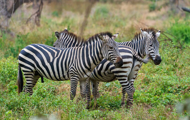 Three Zebras Standing Together in Lake Manyara National Park