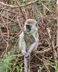 Vervet Monkey Eating Fruit in Lake Manyara National Park