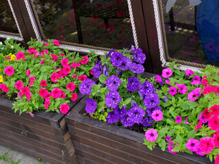 Obraz premium Close-up of vibrant pink and purple petunia flowers blooming in a wooden window box, reflecting sunlight on a building's facade.