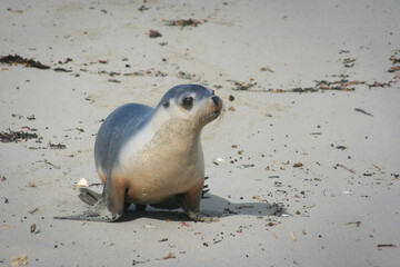 Naklejka premium Australian sea lion pup on the sand