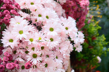 Pink and White Daisies in Blooming Garden