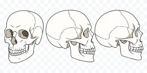 Human Skull Anatomy Illustration Showing Front and Side Views Perfect for Educational Materials and Halloween Themes Detailed Boney Structure