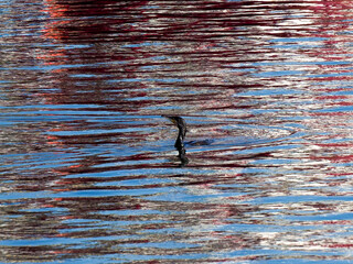 A dark bird's head and neck visible above the surface of rippling water, creating abstract...