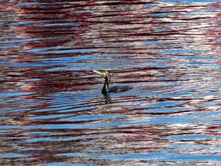 A cormorant's head visible above the water, with colorful reflections on the rippling surface.