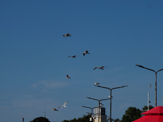 A flock of seagulls flying near coastal infrastructure under a bright blue sky.