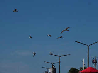 A group of seagulls soaring in the clear blue sky above coastal structures, capturing aerial freedom.