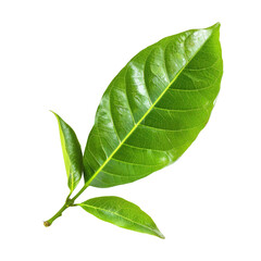 Obraz premium Close-up of a vibrant green leaf with two smaller leaves attached to a stem. Sharp focus, isolated on black background