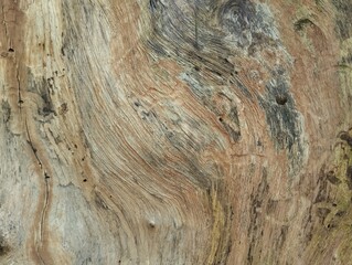 Close up of tree bark or wooden texture background. Natural abstrack background 
