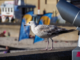 A wild white seagull with grey feathers stands calmly on a wooden beam by the sunny beach, looking...