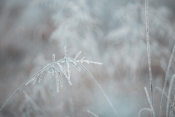 Wild grass covered in frost on cold winter morning