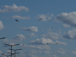 Numerous birds in flight against a cloudy blue sky, with antennas silhouetted in the foreground.