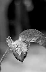 Raindrops on Leaf in Black and White – Macro Nature