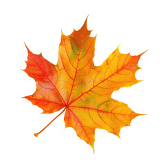 Obraz premium Close-up of a vibrant autumn leaf. A single maple leaf, vibrant orange-red, with intricate details. Jagged edges and veining visible. Isolated on a black background