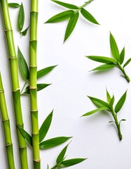 Lush green bamboo stalks and leaves arranged on a white background, creating a natural, serene aesthetic