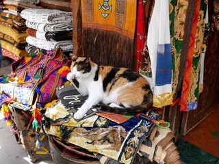 モロッコのエッサウィラのお土産屋さんにいた猫（三毛猫）