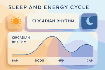 Circadian Rhythm Sleep and Energy Cycle Chart Illustration