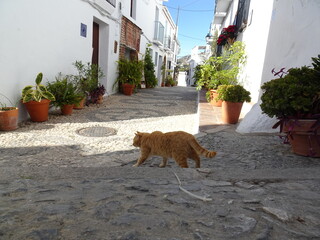 [Spain] Back view of a red tabby cat walking in the old town of Frigiliana