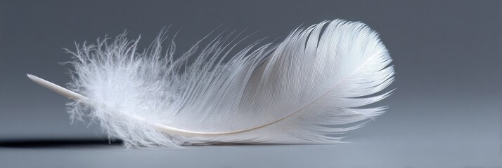 A single, pristine white feather rests gently against a muted gray background
