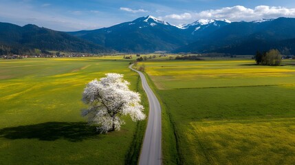 Winding road through a valley with a flowering tree.