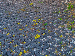Wide shot of a pathway made of grey pavers with occasional yellow wildflowers growing through the crevices.