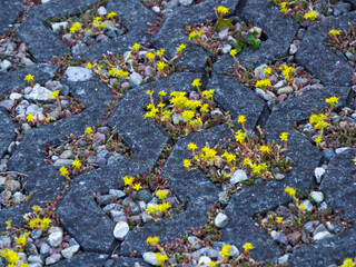 Abstract pattern of grey paving stones with yellow wildflowers and pebbles, creating a natural and...
