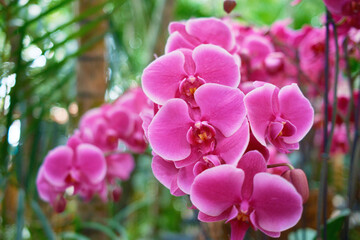 Pink Phalaenopsis Orchid Flowers Blooming in Garden