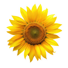 Fototapeta premium Close-up of a bright yellow sunflower against a black background. Distinct, detailed petals radiate from a central, dark-green/brown disk