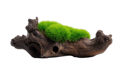 Artistic presentation of moss growth on weathered driftwood against a pure transparent setting