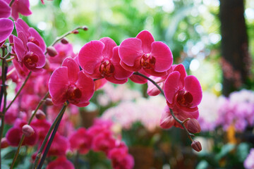 Pink Phalaenopsis Orchid Flowers Blooming in Garden