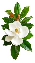 Obraz premium Magnolia flower and leaves (1)