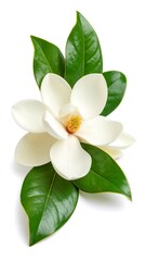 Obraz premium Magnolia flower and leaves