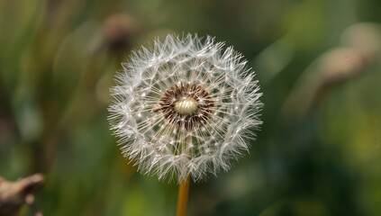 Obraz premium Dandelion in Macro: A close-up perspective on a delicate dandelion seed head, exhibiting intricate patterns and textures, a testament to the artistry of nature.