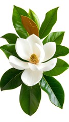 Obraz premium Magnolia flower and leaves (5)