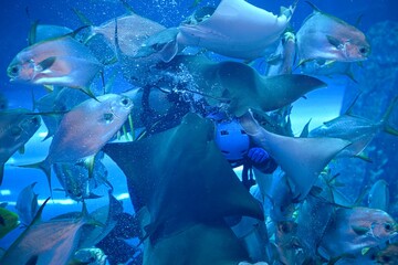 High resolution color image of fish feeding in Dubai aquarium