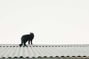 Black cat standing on tin roof looking away with copy space