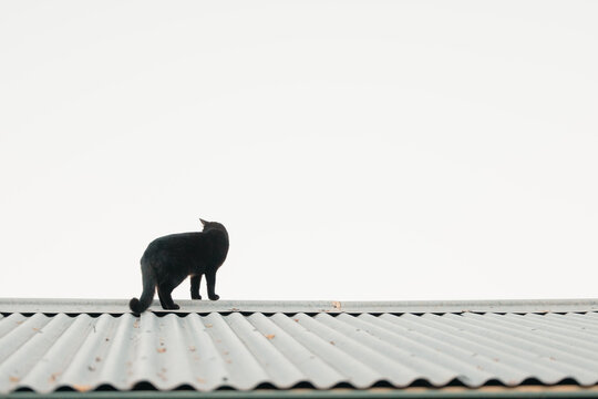 Black cat standing on tin roof looking away with copy space