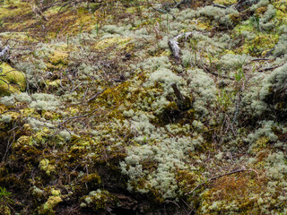 A close-up of a vibrant green and light grey moss and lichen growing on the bark of a tree in a...