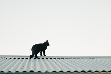 Black cat standing on tin roof looking around with copy space