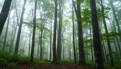 Naklejka premium Misty forest scene, tall trees, low light, green foliage
