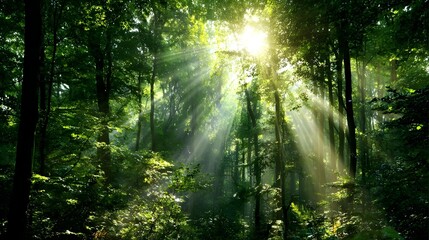 Obraz premium Sunlight streams through a lush forest canopy.