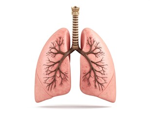 Realistic 3D rendering of healthy human lungs, isolated on white background, showcasing bronchi detail