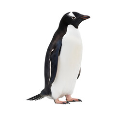 Fototapeta premium cute little penguin