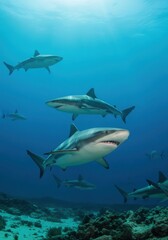 Fototapeta premium Encountering a squadron of sharks in the serene underwater landscape