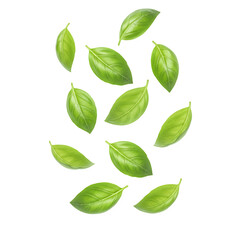 Fototapeta premium Fresh basil leaves floating in the air, perfect for culinary, herbal, or organic design projects. isolated on white or transparent background. PNG format.