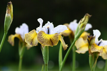 Summer flower bed. Iris sibirica flowers against a dark background. Petals of blue and yellow colors.