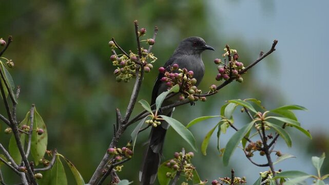 Long-tailed Sibia  rare birds in Thailand and South-east Asia. 